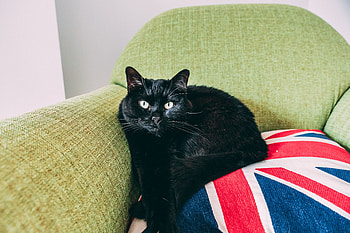 Animals, Cat, Lies, Armchair HD wallpaper
