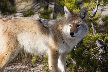 Coyote, Wild animal, Fox cousin HD wallpaper