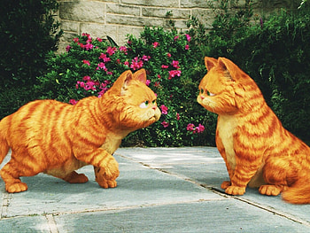 Cartoon, Animals, Cats, Garfild HD wallpaper