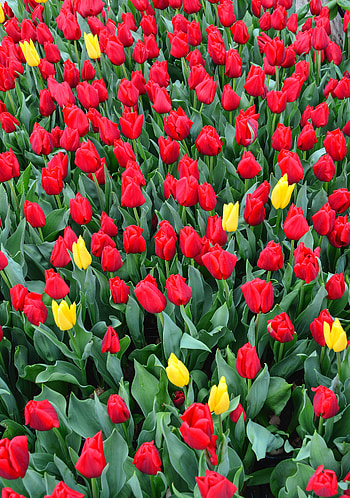 Flowers, Tulips, Flower Bed, Flowerbed HD phone wallpaper