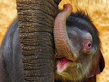 Me and Mum, trunk, elephant, young, gorgeous, baby, cute, beautiful HD wallpaper
