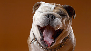Animals, Dog, Muzzle, Sight, Opinion, Bulldog HD wallpaper