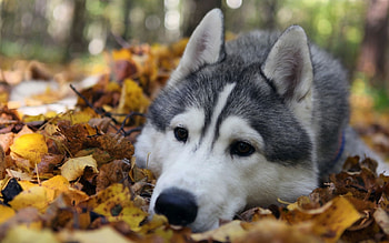 Animals, Dogs HD wallpaper