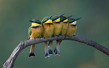 Bee eaters, Beautiful birds, Colorful plumage HD wallpaper