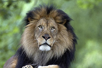 Animals, Lion, Predator, Big Cat, Mane HD wallpaper
