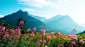 Wildflowers in Glacier National Park, Montana, blossoms, USA, landscape, sky, mountains HD wallpaper