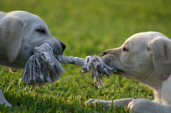 Animals, Couple, Pair, Puppies, Rope, Tug, Dragging HD wallpaper
