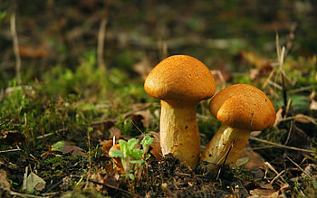 Nature, Grass, Mashrooms, Couple, Pair, Earth, Land, Moss HD wallpaper