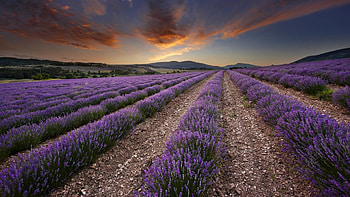 Lavender field, Nature graphy HD wallpaper
