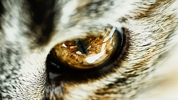 cat eye, tabby, cat, feline, eye HD wallpaper