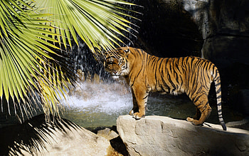 Animals, Stones, Bush, Waterfall, Tiger HD wallpaper