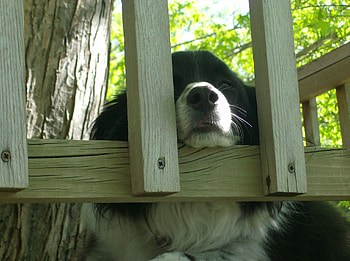 Monte in jail, dog, animal, funny, monte HD wallpaper