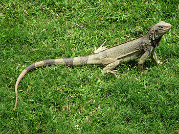 Animals, Grass, Lizard, Iguana HD wallpaper