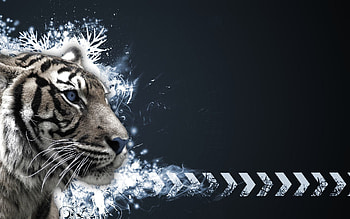 0 White Tiger White Tiger HD wallpaper