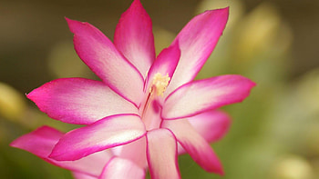 White and Pink Flower, pink, white, petals, nature, flowers HD wallpaper