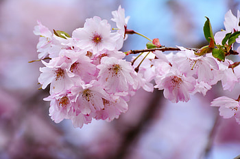 Cherry blossoms, flowers, blur, tree branches HD wallpaper