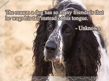 Untitled , sweet, animal, dog, spaniel, love, quote, cute HD wallpaper