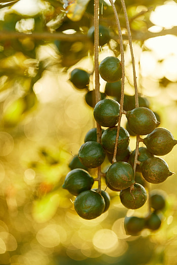 Macadamias, Grow your own, Macadamia tree, Australian Macadamias HD phone wallpaper