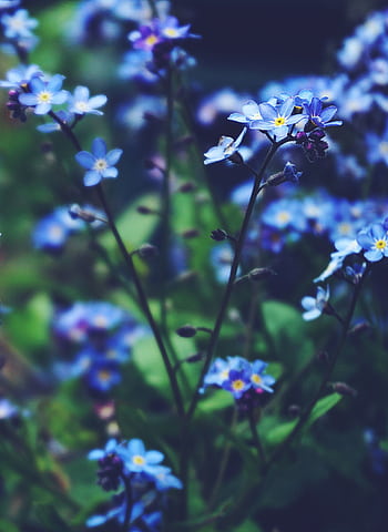 Close-up of blue wildflowers blooming captured with vibrant colors and soft focus for a dreamy effect. HD phone wallpaper