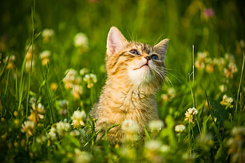 Lovely Cat, looking, field, cute, cat, beautiful, flowers, lovely HD wallpaper