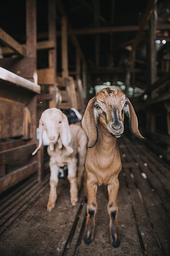 Get your goat, Unique experience, Memorable moments, Unforgettable adventure HD phone wallpaper