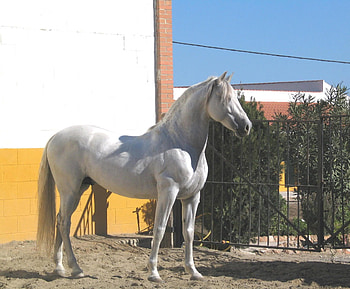 Silver, spanish, andalusian, horses, white HD wallpaper