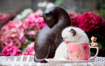 Kitten, ragdoll, animal, white, cute, figurine, cat, cup, pisica, pink, flower HD wallpaper