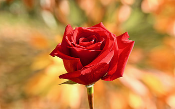 Red Rose, rose, beauty, flower, red HD wallpaper