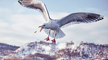 Seagull, Wings, Flight HD wallpaper
