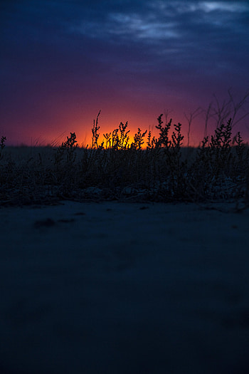Nature, Sunset, Grass, Twilight, Horizon, Dark, Dusk HD phone wallpaper