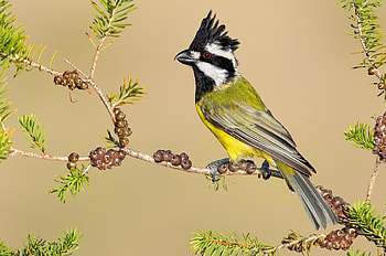 Bird, branch, yellow, green, pasare, fruit HD wallpaper