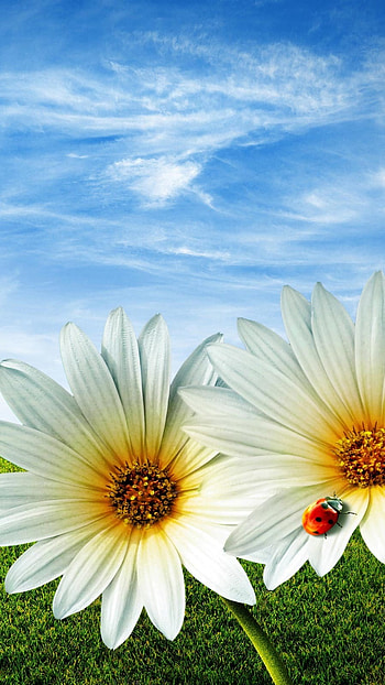 May Background, White Flowers, nature HD phone wallpaper