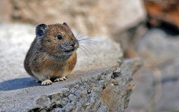 Pika In Crater Lake Park, Park, Lake, Crater, Pika HD wallpaper