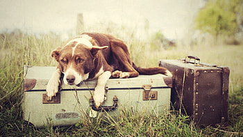 Animals, To Lie Down, Lie, Dog, Expect, Suitcases HD wallpaper