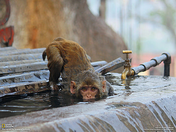Thirsty Monkey, thirsty, monkey, water, drink HD wallpaper