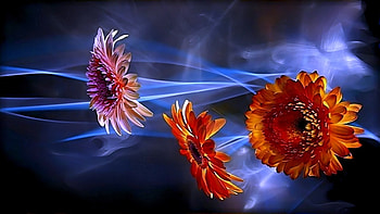 Happiness, blue, neon light, caring, beauty, daisies, abstract, flower, love, romances HD wallpaper