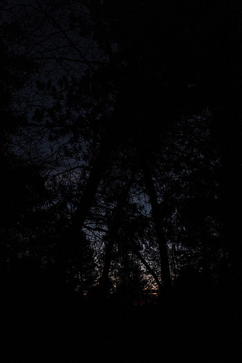 Trees, Night, Dark, Branches, Gloomy HD phone wallpaper