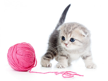 little cat, beutyful, cat, animals, little HD wallpaper