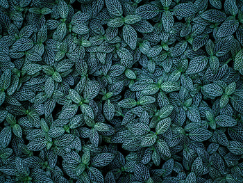 Plants, Nature, Leaves, Striped, Veins HD wallpaper