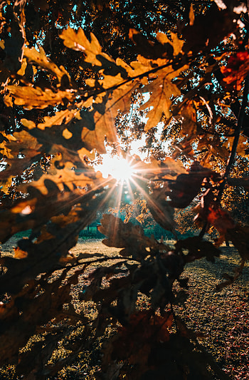 Nature, Leaves, Sun, Rays, Beams, Branches, Sunlight HD phone wallpaper
