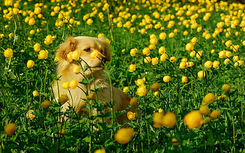 Golden Retriever in Field of Peonies, Animals, Fields, Dogs, Flowers, Nature HD wallpaper