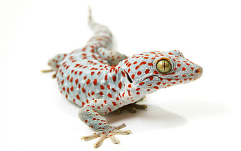Tokay gecko amazement, Vibrant reptile, Eye-catching , Background gem HD wallpaper