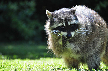 Canadian encyclopedia, Wildlife guide, Native species, Nature's wonder HD wallpaper