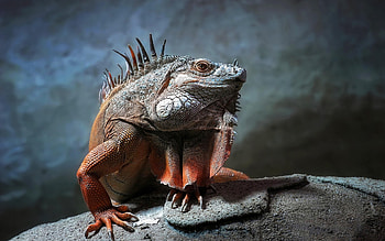 Lizard KDE store HD wallpaper