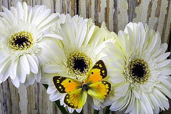 ✿⊱•╮ White & Yellow╭•⊰✿, lovely still life, spring, daisies, summer, love four seasons, butterfly, butterfly designs, nature, flowers HD wallpaper
