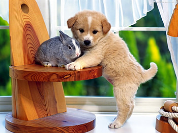 Animals, Dogs, Rabbits HD wallpaper