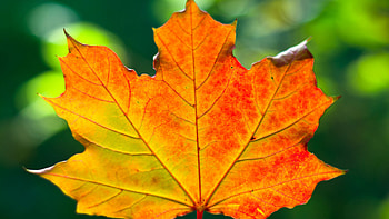 Closeup View Of Yellow Maple Autumn Leaf In Green Blur Bokeh Background graphy HD wallpaper