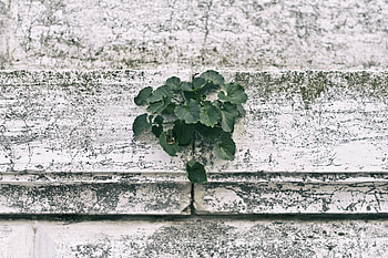 Leaves, Plant, Miscellanea, Miscellaneous, Wall HD wallpaper