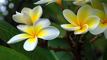 Full plumeria , Exquisite beauty, High-resolution, perfection HD wallpaper