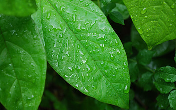 Leaves, Drops, Macro, Branch, Stripes, Streaks HD wallpaper